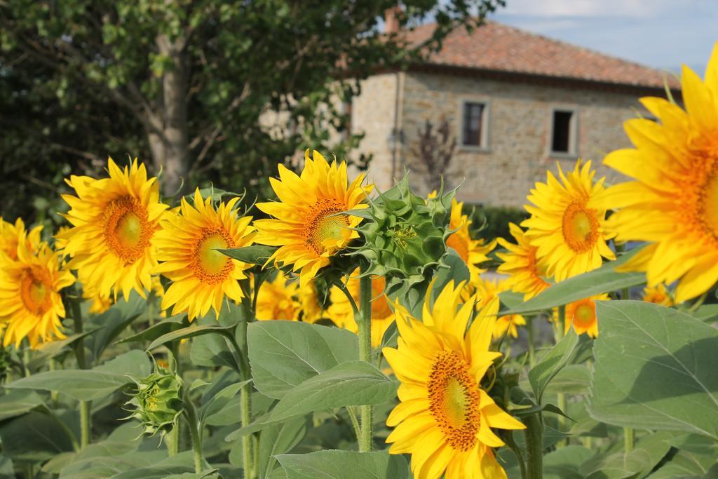 Il Grifone A Cortona Residence Экстерьер фото