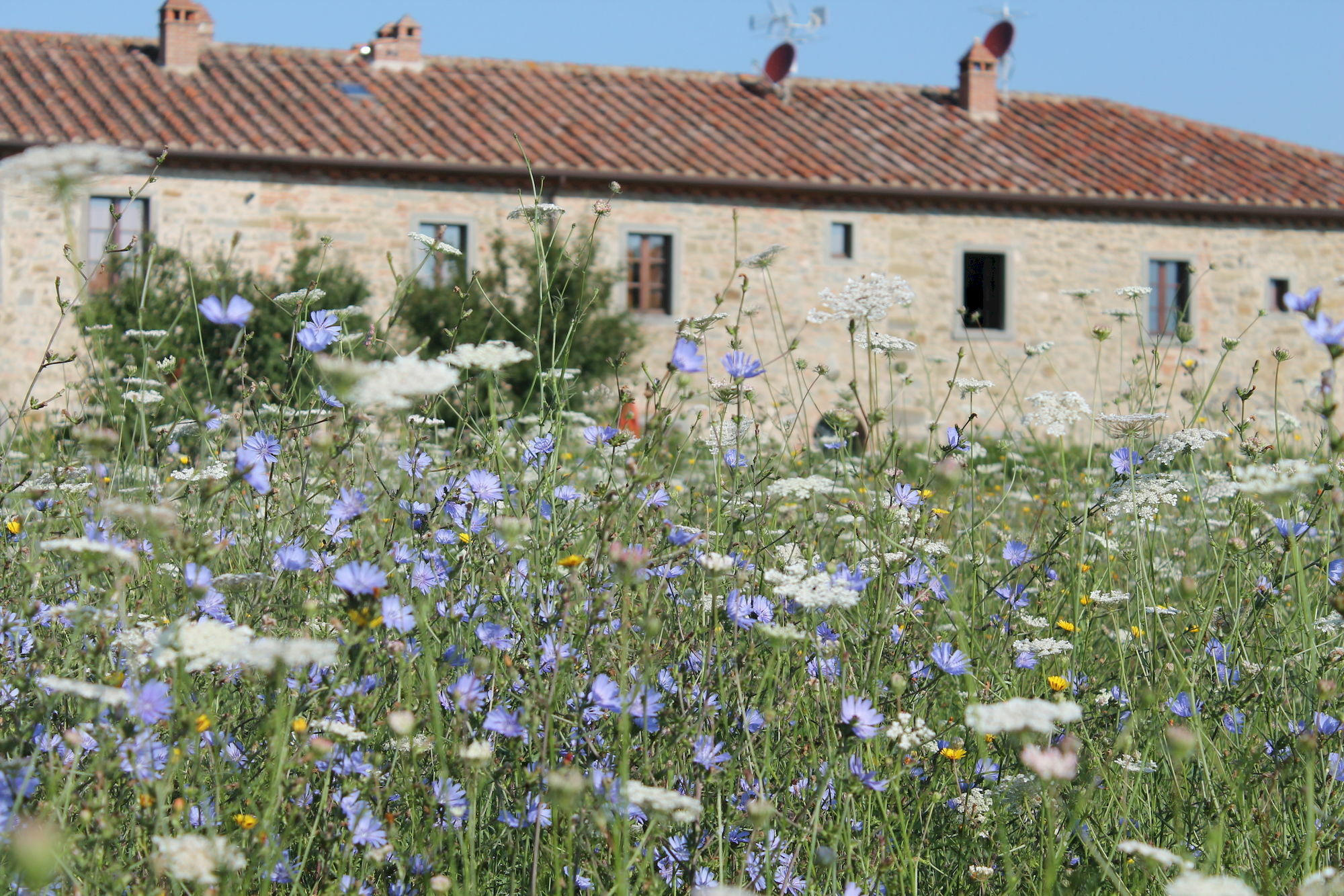 Il Grifone A Cortona Residence Экстерьер фото